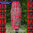 KILT D' ECOSSE LONG (74cm) T38 à T50 véritable kilt écossais