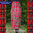 véritable KILT d' écosse tartan SPIRIT OF SCOTLAND longueur 74cm (voir rebrique FEMME => KILT)